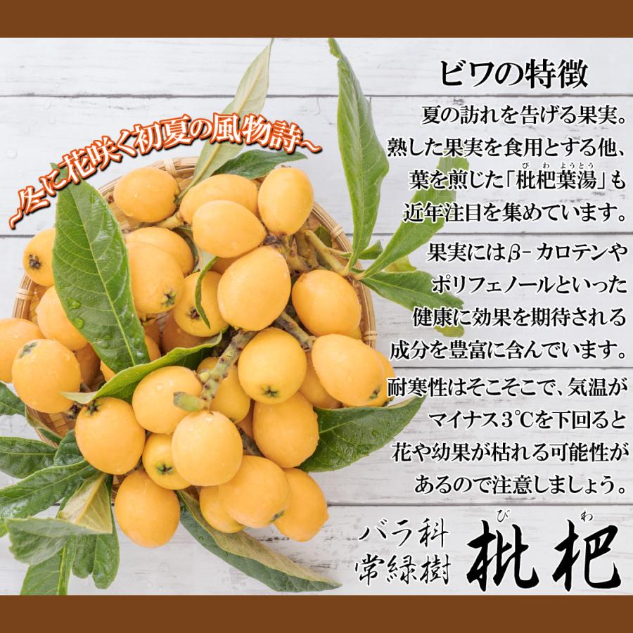国華園 果樹苗 ビワ クイーン長崎 1株 : 花と緑 国華園 - 通販 - Yahoo