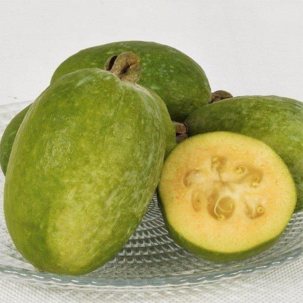 フェイジョア ★ アポロ① フェイジョア アポロ 1株 果樹苗 国華園 : 花と緑 国華園 - 通販