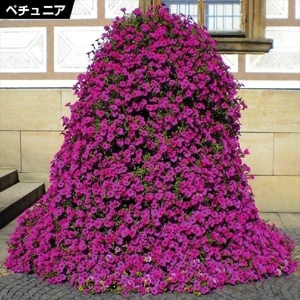 花苗 ペチュニア ベルベットパープル 3株（Yahoo!・花と緑 国華園）