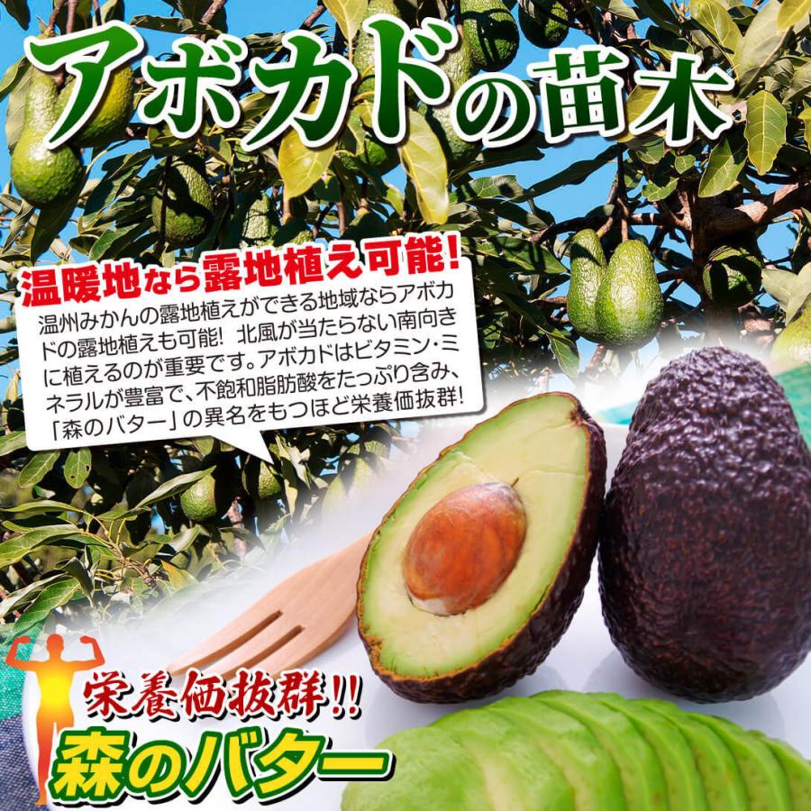アボカド フェルテ Bタイプ 1株 果樹苗 国華園 : 花と緑 国華園 - 通販