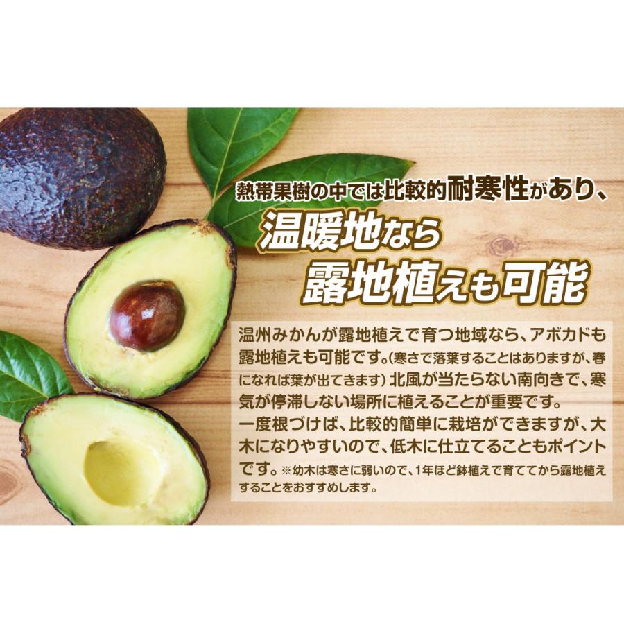 国華園 アボカド フェルテ Bタイプ 1株 果樹苗 : 花と緑 国華園 - 通販