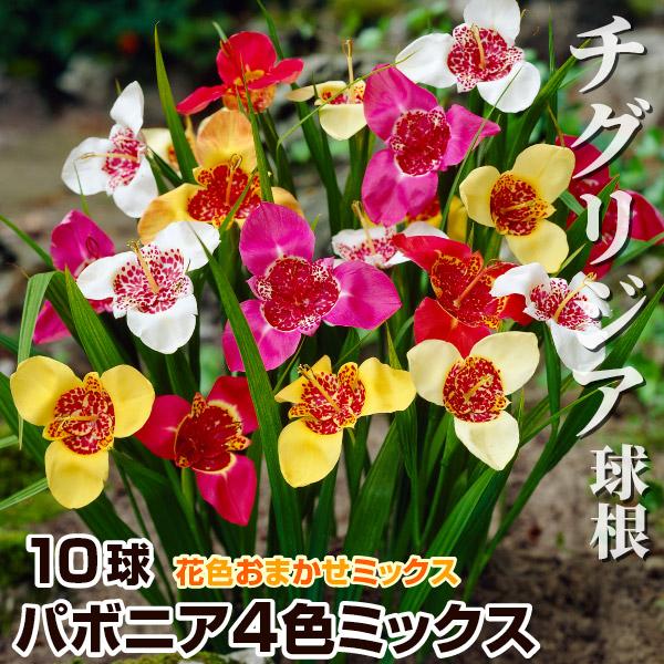 チグリジア 球根 パボニア4色ミックス 10球 チグリジアの球根 春植え球根（Yahoo!・花と緑 国華園）