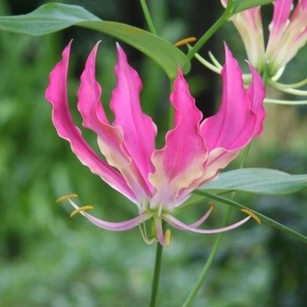 グロリオサ 球根 コーラルピンク 2球 グロリオサの球根 グロリオサの花 春植え球根（Yahoo!・花と緑 国華園）
