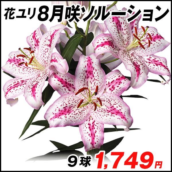 球根 花ユリ 8月咲ソルーション 9球 国華園 19 P0 0316 花と緑 国華園 通販 Yahoo ショッピング