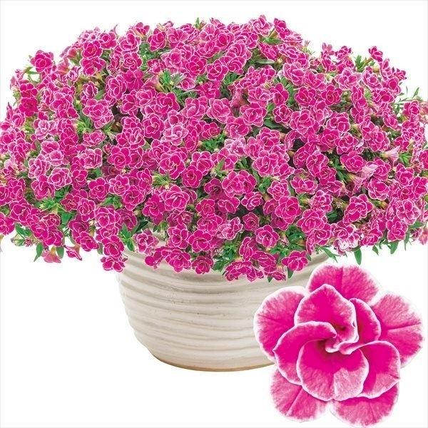 花苗 カリブラコア スーパーベル（R） ダブルピンクリップル 2株 / PW（Yahoo!・花と緑 国華園）