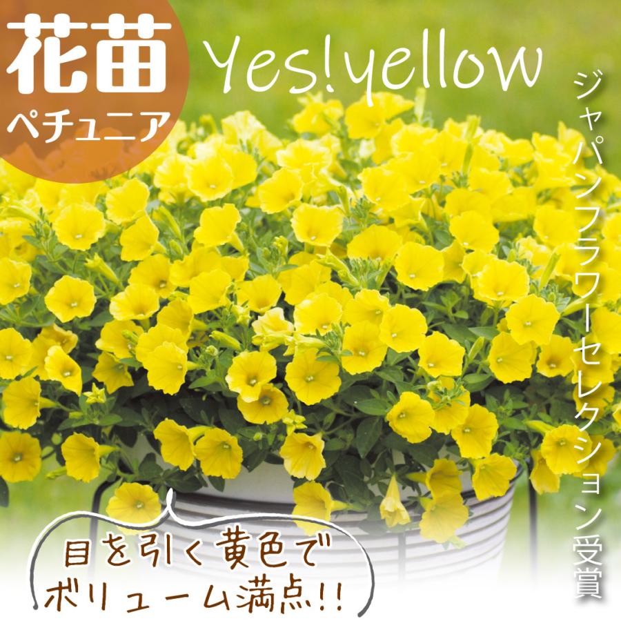 ペチュニア 苗 Yes イエローpvp 品種登録出願中 2株 花苗 ペチュニアの苗 19 P2 0046 花と緑 国華園 通販 Yahoo ショッピング