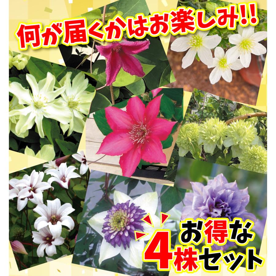 花苗 クレマチス福袋(品種見計らい・名称付き） 4株 : 花と緑 国華園
