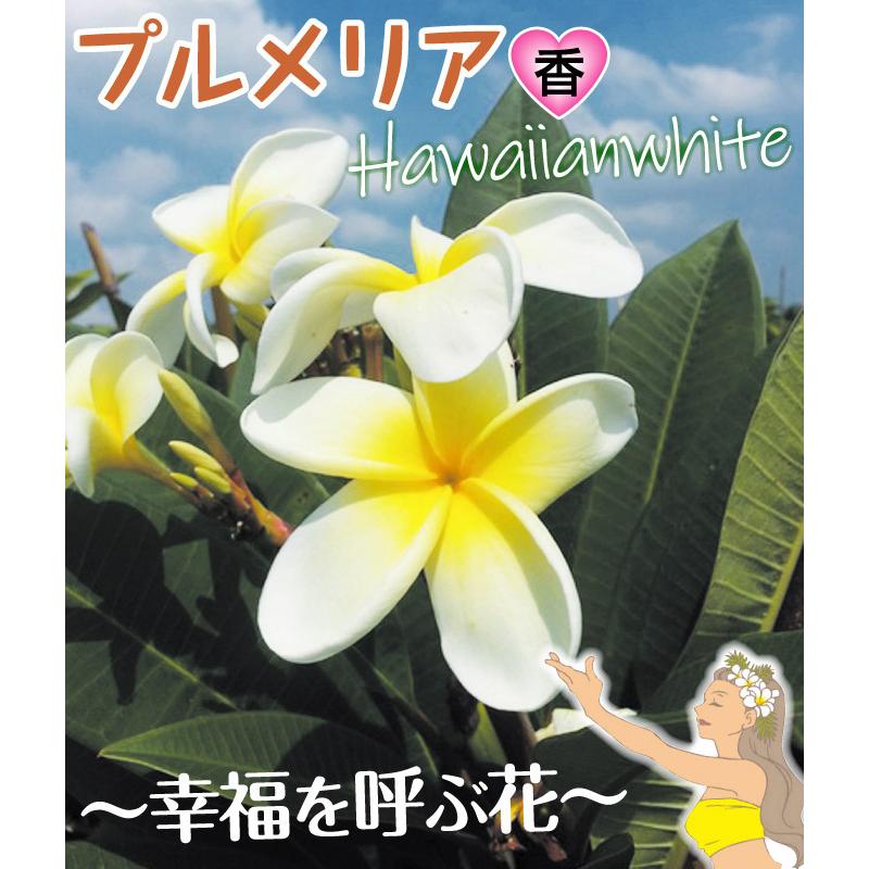 プルメリア 大株ハワイアンホワイト 1株｜kokkaen｜02