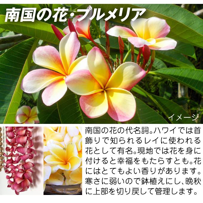 プルメリア 大株カーニャホワイト 1株 : 花と緑 国華園 - 通販 - Yahoo