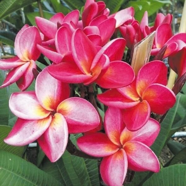 プルメリア 大株サイアムレッド 1株（Yahoo!・花と緑 国華園）