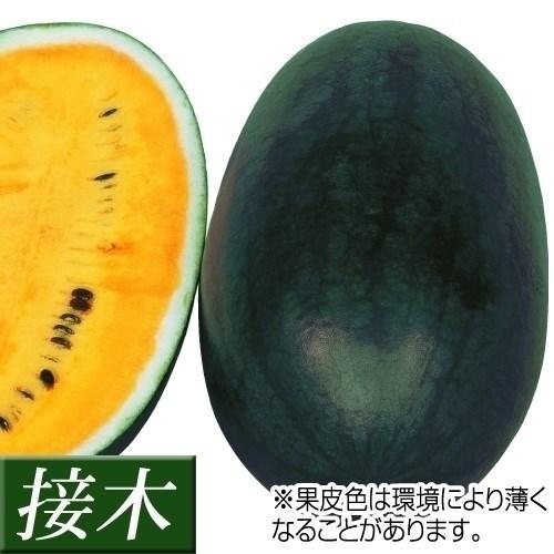 接木野菜苗 小玉スイカ 接木f1ハニークリーム 6株 すいか 苗 小玉スイカ苗 接木 19 P5 0078 花と緑 国華園 通販 Yahoo ショッピング