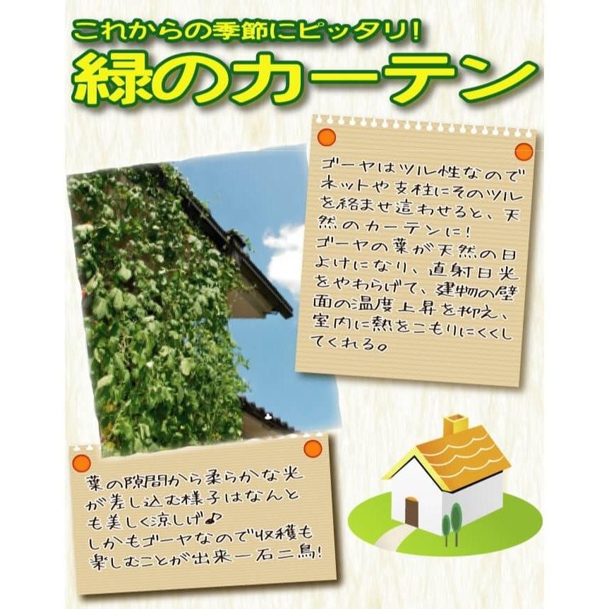 ゴーヤ 苗 実生アップルゴーヤセット 2種2株 実生野菜苗 ごーやの苗 ゴーヤ苗 苦瓜 苦瓜の苗 自根苗 19 P5 0211 花と緑 国華園 通販 Yahoo ショッピング