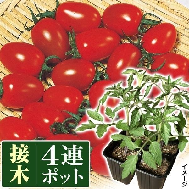 接木野菜苗 ミニトマト 接木4連f1アイコ 8株 1ポット4株入り 2個 みにとまと 苗 ミニトマト苗 接木 19 P5 0232 花と緑 国華園 通販 Yahoo ショッピング
