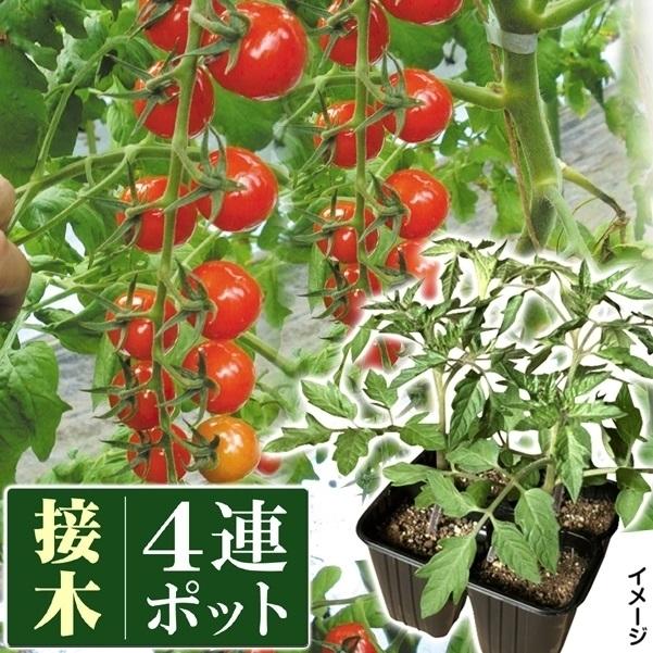 ミニトマト 期間限定特別価格 苗 接木4連f1cfプチぷよ 8株 1ポット4株入り 2個 みにとまとの苗 トマトの苗 プチプヨ ミニトマト苗 接木野菜苗