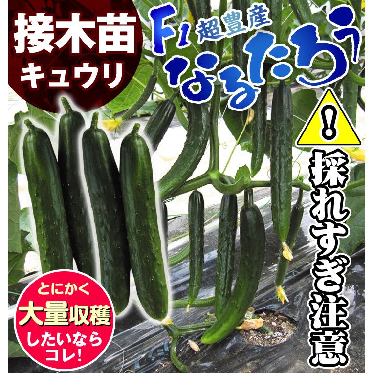 接木野菜苗 キュウリ 接木F1なるたろう 2株 胡瓜 接木苗 9cmポット やさいなえ 国華園 こっかえん｜kokkaen｜05