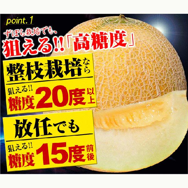 種 野菜たね メロン F1ムーンライト 1袋（6粒） やさいの種 国華園