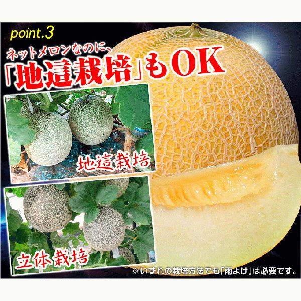 まめ　メロン① 2025年受付終了】JAとまこまい広域 アサヒメロン秀品約1.6㎏×2玉《7月