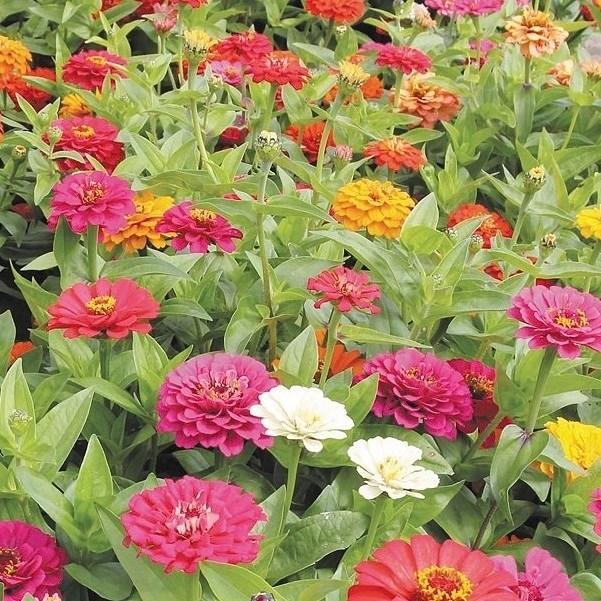 種 花たね 百日草 ダブルデライト 1袋 500mg 花のタネ 花 種子 タネ ヒャクニチソウ ジニア ジニア エレガンス 国華園 19 P7 0010 花と緑 国華園 通販 Yahoo ショッピング