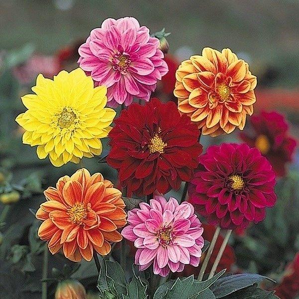 種 花たね ダリア アーリーバード混合 1袋 50粒 花のタネ 花 種子 タネ 花壇 鉢植え ガーデニング 国華園 19 P7 0025 花と緑 国華園 通販 Yahoo ショッピング