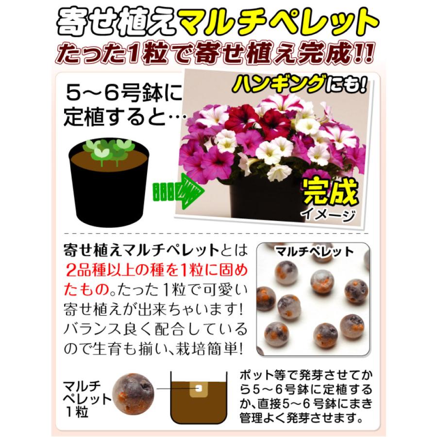 種 花たね 寄せ植えマルチペレット ペチュニア ライムコーラル 1袋 8粒 花のタネ 花 種子 タネ 花壇 寄せ植え 初心者向き 簡単 国華園 19 P7 0048 花と緑 国華園 通販 Yahoo ショッピング