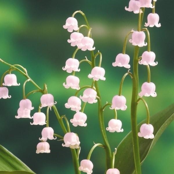 ラン・山野草 ドイツスズラン ピンクスズラン 2株（Yahoo!・花と緑 国華園）