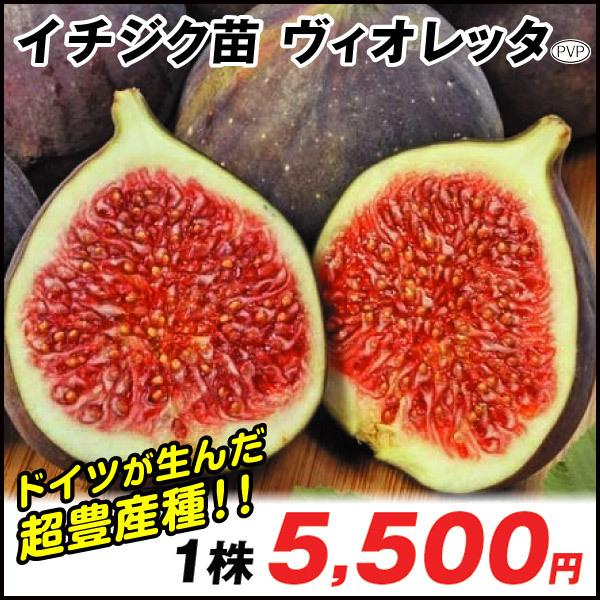 イチジク 苗木 ヴィオレッタp 1株 無花果 苗 イチジクの木 果樹苗 国華園 19 P8 0079 花と緑 国華園 通販 Yahoo ショッピング