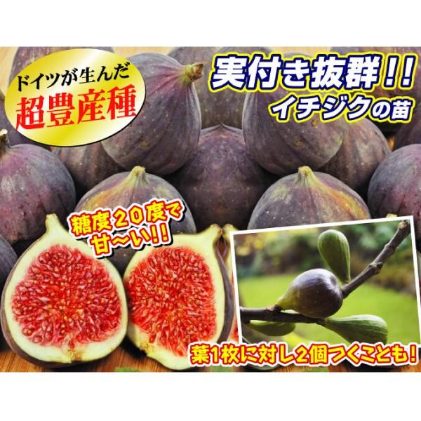 イチジク 苗木 ヴィオレッタp 1株 無花果 苗 イチジクの木 果樹苗 国華園 19 P8 0079 花と緑 国華園 通販 Yahoo ショッピング