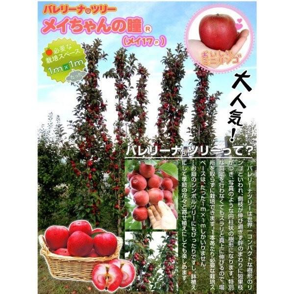 花と緑 国華園のミニリンゴ 苗木 メイちゃんの瞳r メイ17p 2株 バレリーナrツリー 林檎 姫りんご 苗 リンゴの苗木 リンゴの木 果樹苗 国華園 19 P8 0127ならyahoo ショッピング ランキングや口コミも豊富なネット通販 更にお得なpaypay残高も