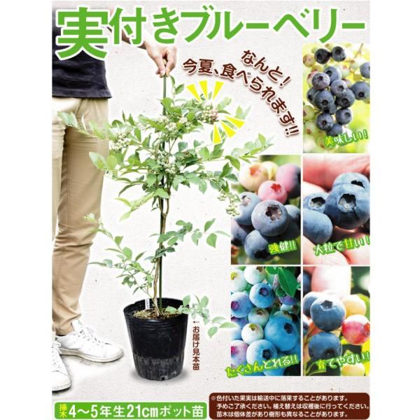 ブルーベリー ラビットアイ系 ティフブルー 実つき 挿木4〜5年生