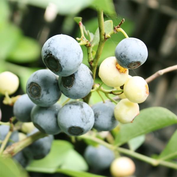 ブルーベリー ラビットアイ系 ティフブルー 実つき 挿木4〜5年生
