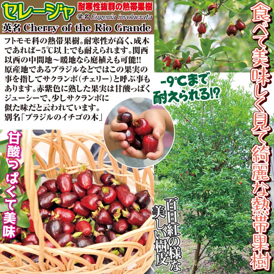 セレージャ 1株 トロピカルフルーツ 果樹苗 国華園 : 花と緑 国華園 
