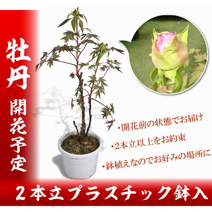 送料無料 鉢花 花色おまかせ牡丹の鉢植え 開花株 1鉢 / ぼたん ボタン 牡丹の木 庭木 植木 花木苗｜kokkaen｜02