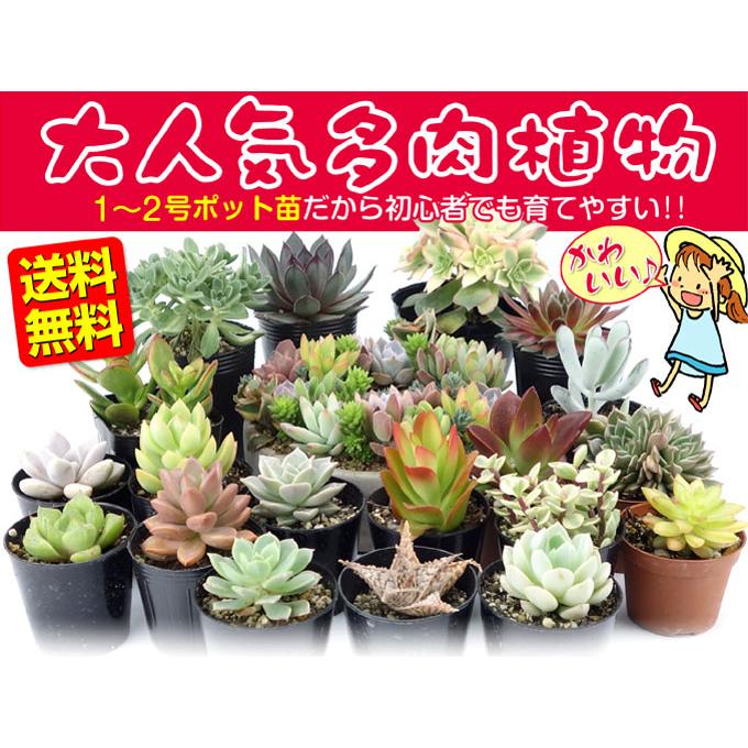 963 3+1 ポット苗 多肉植物 モノセロティス錦 観葉植物 ちかい 963 3+1 ポット苗 多肉植物 モノセロティス錦 観葉植物 ちかい