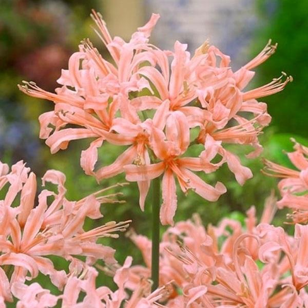 夏植え球根 早期販売 ダイヤモンドリリー ネリネ サルニエンシス サーモン花 1球