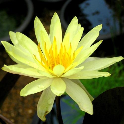 水生植物 温帯睡蓮 黄花 1ポット（Yahoo!・花と緑 国華園）