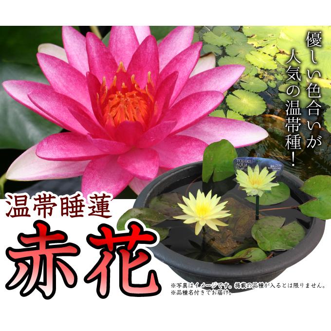 水生植物 温帯睡蓮 赤花 1ポット : 花と緑 国華園 - 通販 - Yahoo