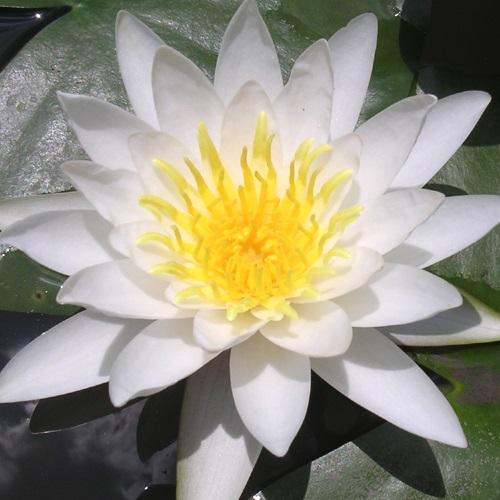 水生植物 温帯睡蓮 白花 1ポット（Yahoo!・花と緑 国華園）