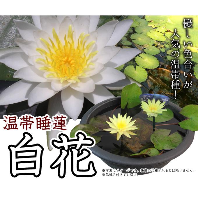 水生植物 温帯睡蓮 白花 1ポット : 花と緑 国華園 - 通販 - Yahoo