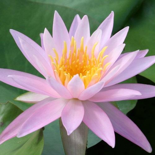 水生植物 温帯睡蓮 桃花 1ポット（Yahoo!・花と緑 国華園）