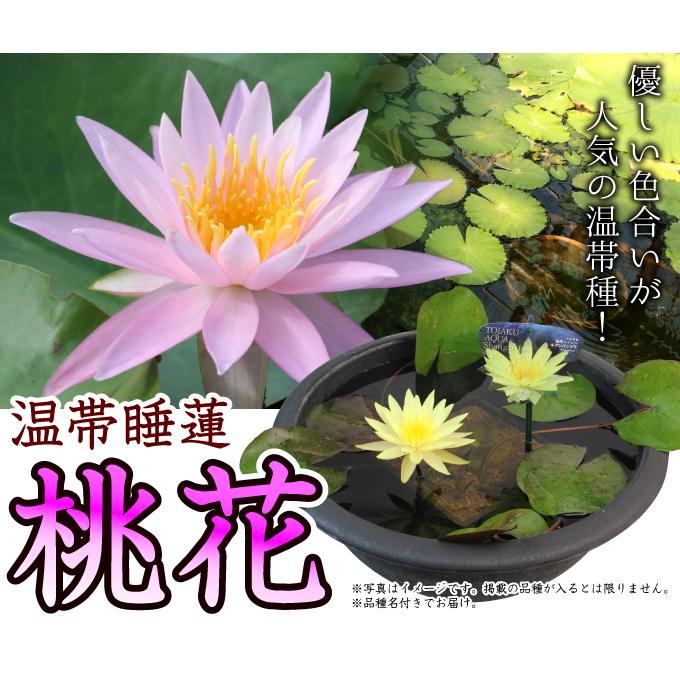 水生植物 温帯睡蓮 桃花 1ポット : 花と緑 国華園 - 通販 - Yahoo