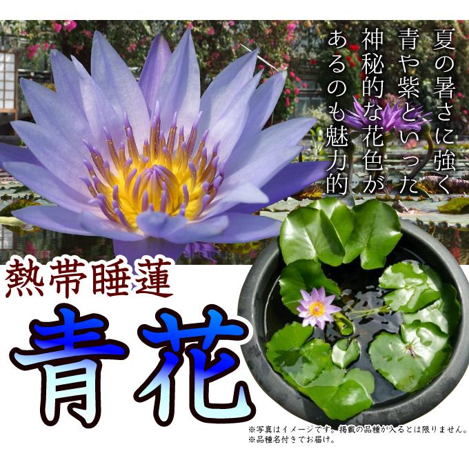 水生植物 熱帯睡蓮 青花 1ポット : 花と緑 国華園 - 通販 - Yahoo