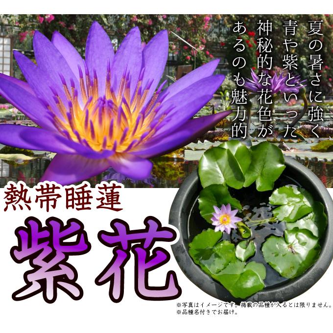 ラッコ出品　熱帯睡蓮 水生植物 熱帯睡蓮 紫花 1ポット : 花と緑 国華園 - 通販 - Yahoo