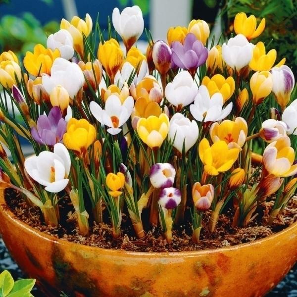 秋植え球根 早期販売 寒咲クロッカス 5種ミックス 花色見計らい 30球 Stevewyer