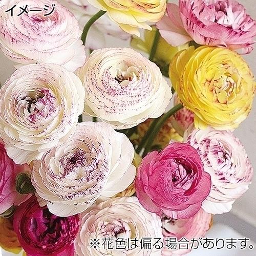 秋植え球根 早期販売 ラナンキュラス ピコティミックス 超激安 無選別 5球