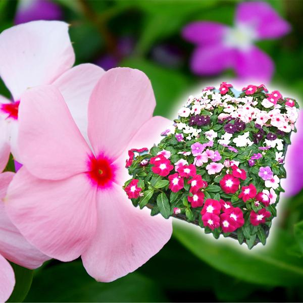 花苗大特価 ポーチュラカ苗 ケース販売 1ケース40株入り 送料無料 19 Pori 08 花と緑 国華園 通販 Yahoo ショッピング