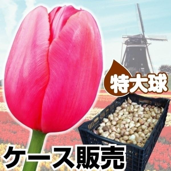 新しいコレクション チューリップ 球根 早期販売 特大球 桃花 ケース販売 600球 公式の Dream Education In
