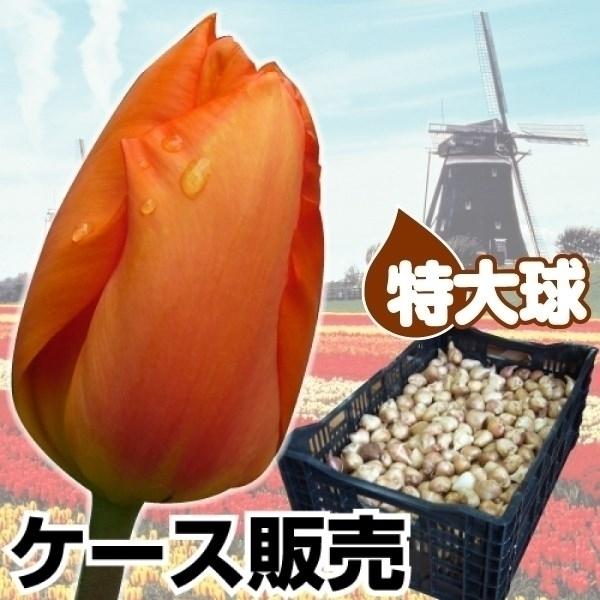 安い通販 銀座 チューリップ 球根 早期販売 特大球 橙花 ケース販売 600球 純正特価 Www Aitart It
