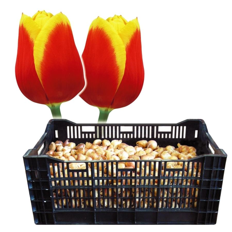在庫あり 即納 チューリップ 球根 早期販売 特大球 赤黄2色咲 ケース販売 600球 最新情報 Technet 21 Org
