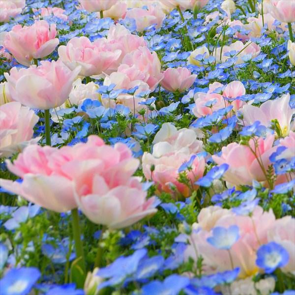 送料無料 チューリップ 球根 アンジェリケ ネモフィラセット 2種1組 Sonicacts Com