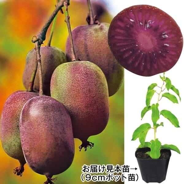 苗 苗木 ベビーキウイ ケンズレッド 2株 家庭菜園 小さいキウイ ビタミンc 皮食べられるキウイ ポリフェノール ルテイン 自給自足 植物 鉢植え 果樹苗 予約販売品